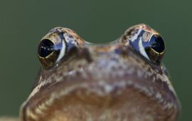 Rana temporaria, Bruine kikker