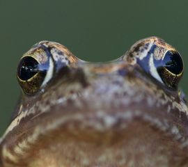 Rana temporaria, Bruine kikker