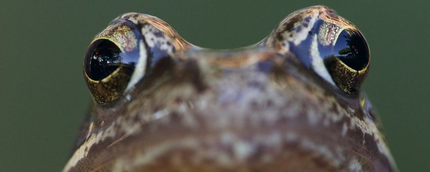 Rana temporaria, Bruine kikker