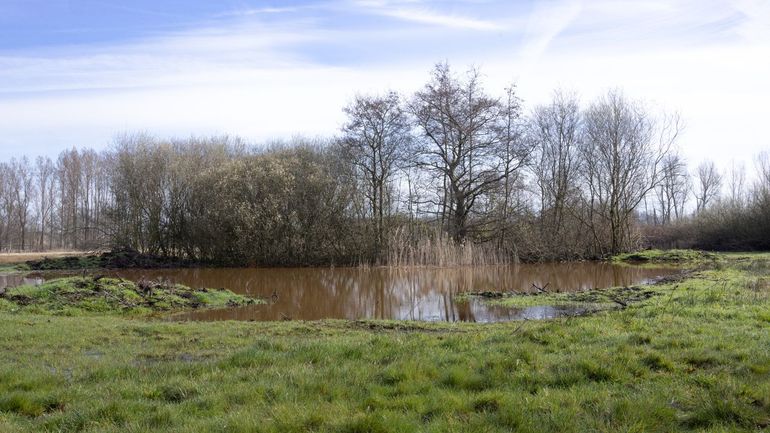 Poel in Limburgse Elsbeemden