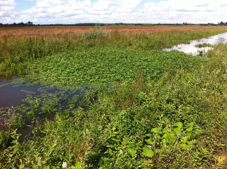 Kleine waterteunisbloem