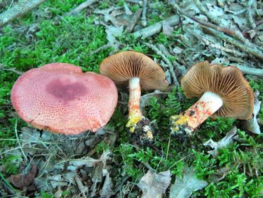 In de duinen, met name onder Zomereik, werden veel Roodschubbige gordijnzwammen waargenomen