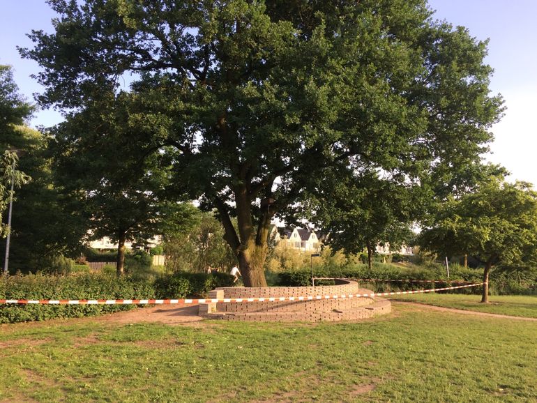 Eikenboom op speelveld bij school in Ede afgezet vanwege eikenprocessierupsen