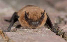 Paul van Hoof via Buiten-beeld gewone dwergvleermuis