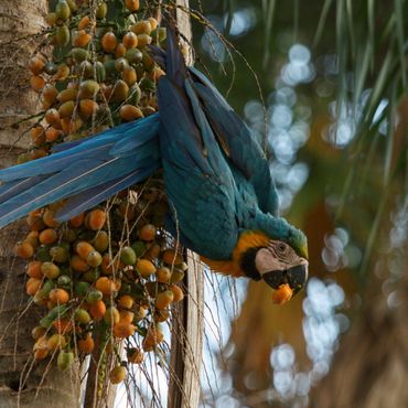 Blue-and-yellow macaw (Ara ararauna) feeding on palm fruits