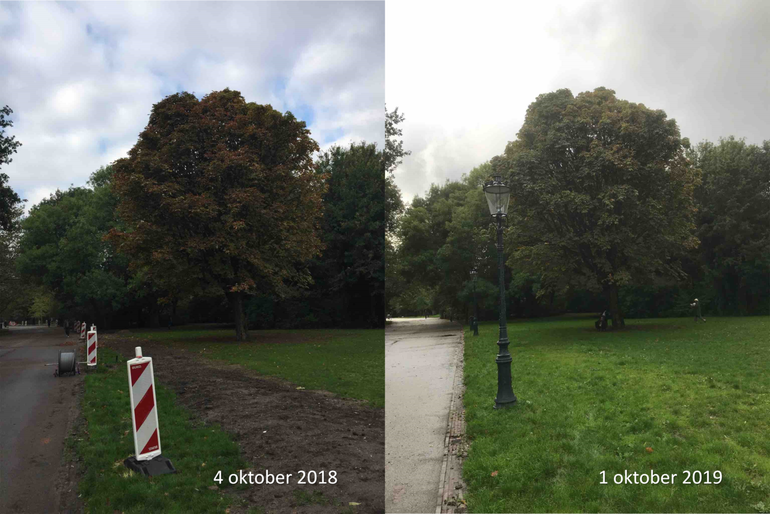 Witte paardenkastanje in Amsterdam