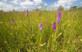 Rietorchis op de Drentse Aa