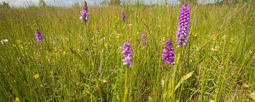 Rietorchis op de Drentse Aa