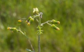 Senecio vulgaris. Klein kruiskruid