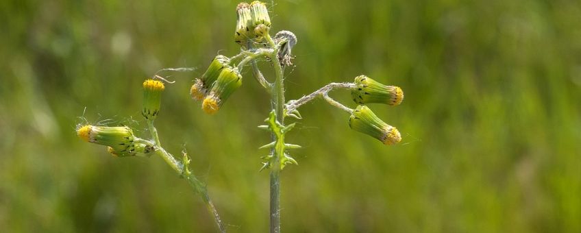 Senecio vulgaris. Klein kruiskruid