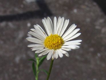 Muurfijnstraal met gele buisbloemen en witte lintbloemen