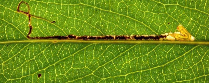 smalle wilgenmineermot bladmijn