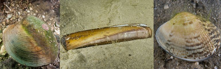 De drie soorten exotische schelpdieren van het Goese meer: v.l.n.r Amerikaanse venusschelp, Amerikaanse zwaardschede en Filipijnse tapijtschelp