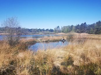 Monitoring van de brede geelgerande waterroofkever in het voorjaar van 2022 in een ven in Drenthe