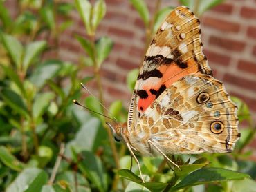De vleugels van distelvlinders hebben aan de onderkant een fraai kleurenpalet