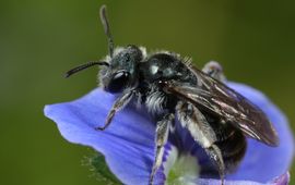 Vrouwtje groene zandbij op bloem van ereprijs