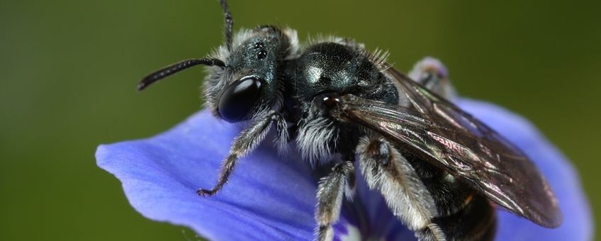 Vrouwtje groene zandbij op bloem van ereprijs