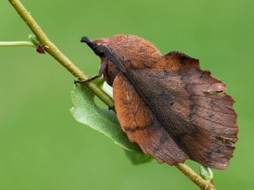 Eikenblad, een bedreigde soort die lokaal wordt waargenomen in vrijwel uitsluitend de Peel en in Drenthe