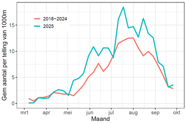 De akkerhommel vliegt qua aantallen met name in de zomer en nazomer, wanneer veel andere hommelsoorten al zijn uitgevlogen. De rode lijn geeft de gemiddeld getelde aantallen in het Meetnet Hommels in 2018-2024 per route van 1000 meter. De blauwe lijn geeft de aantallen in het jaar 2025.