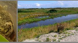 Links: Ovale poelslak gevonden op het hoofdeiland van de Marker Wadden. Rechts: een van de vele watertjes op het hoofdeiland; ondiep met al dan niet zandige bodem, geschikt voor zoetwaterslakken. De vegetatie rondom is zeker geschikt voor landslakken... alleen zitten die er (nog) niet
