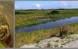 Links: Ovale poelslak gevonden op het hoofdeiland van de Marker Wadden. Rechts: een van de vele watertjes op het hoofdeiland; ondiep met al dan niet zandige bodem, geschikt voor zoetwaterslakken. De vegetatie rondom is zeker geschikt voor landslakken... alleen zitten die er (nog) niet