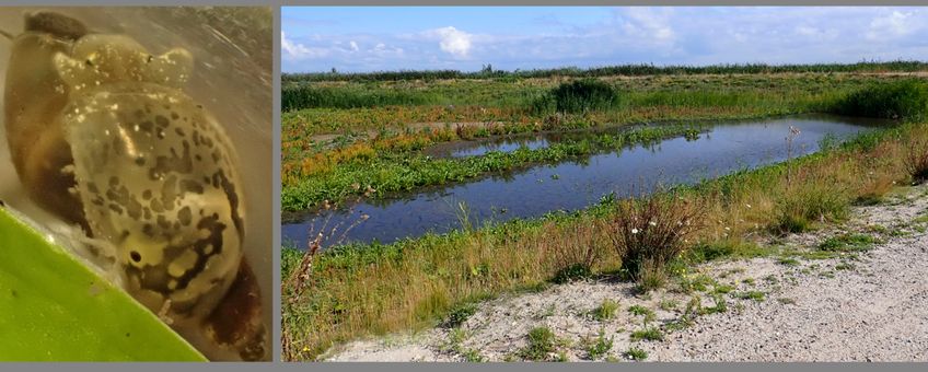 Links: Ovale poelslak gevonden op het hoofdeiland van de Marker Wadden. Rechts: een van de vele watertjes op het hoofdeiland; ondiep met al dan niet zandige bodem, geschikt voor zoetwaterslakken. De vegetatie rondom is zeker geschikt voor landslakken... alleen zitten die er (nog) niet