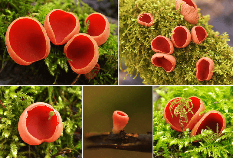 Rode en Krulhaarkelkzwammen op dode takken in vochtige bossen