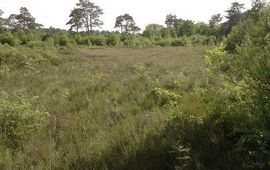 Vochtige heide in Boswachterij Appelscha, vindplaats van drie van de vijf nieuwe soorten springstaarten