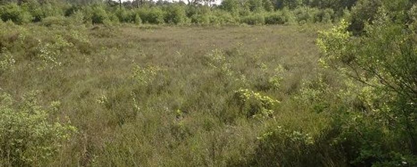 Vochtige heide in Boswachterij Appelscha, vindplaats van drie van de vijf nieuwe soorten springstaarten