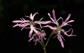 Jan van der Straaten Echte koekoeksbloem Saxifraga