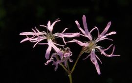 Echte koekoeksbloem Saxifraga