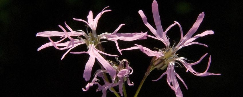 Echte koekoeksbloem Saxifraga