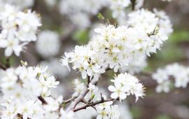 Maja Dumat, Flickr CC BY 2.0 Sleedoorn. Prunus spinosa
