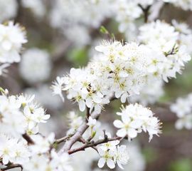 Sleedoorn. Prunus spinosa