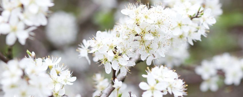 Sleedoorn. Prunus spinosa