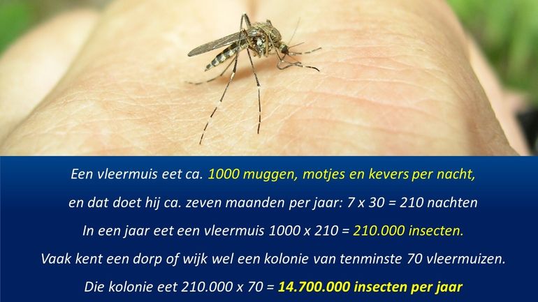 Vleermuizen eten grote hoeveelheden muggen en andere insecten