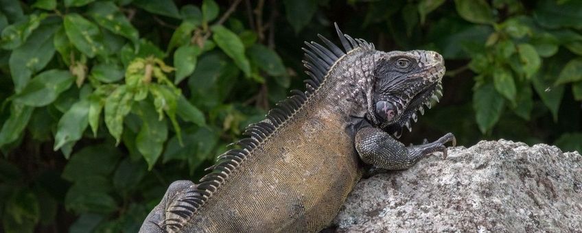 Sabaanse Volwassen leguaan liggend op een rots op Saba (eenmalig exclusief gebruik WUR)