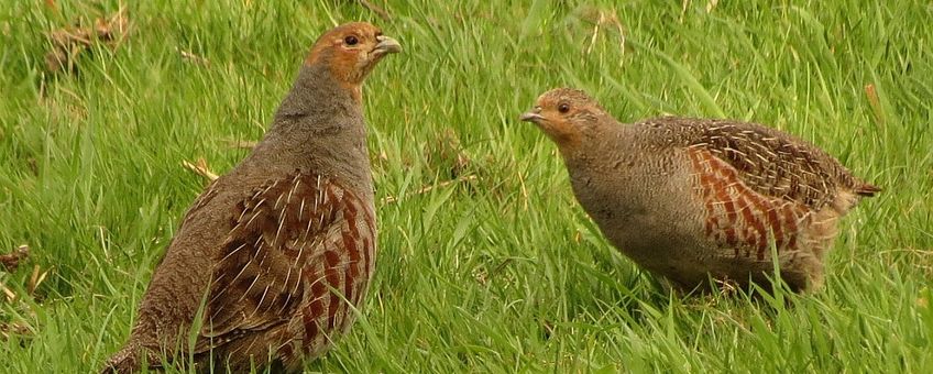 Perdix perdix. Patrijs