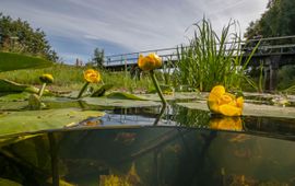 Arthur de Bruin Waterplanten Gele Plomp