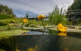 Waterplanten Gele Plomp