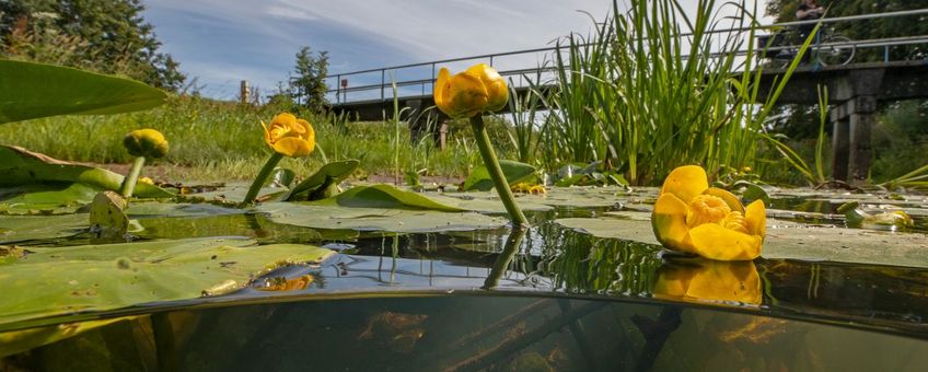 Waterplanten Gele Plomp