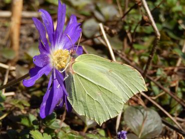 De citroenvlinder is vandaag vast de meest getelde vlinder, maar je ziet ze vooral vliegen