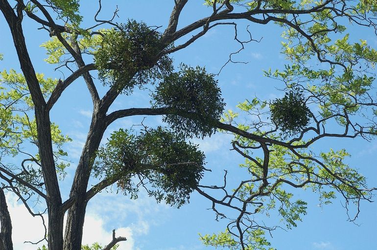 Maretak, hoog in de bomen