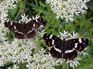 Het landkaartje, ook een brandnetelvlinder, vloog redelijk in 2025