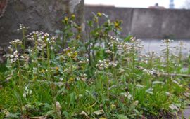 Herderstasje Saxifraga