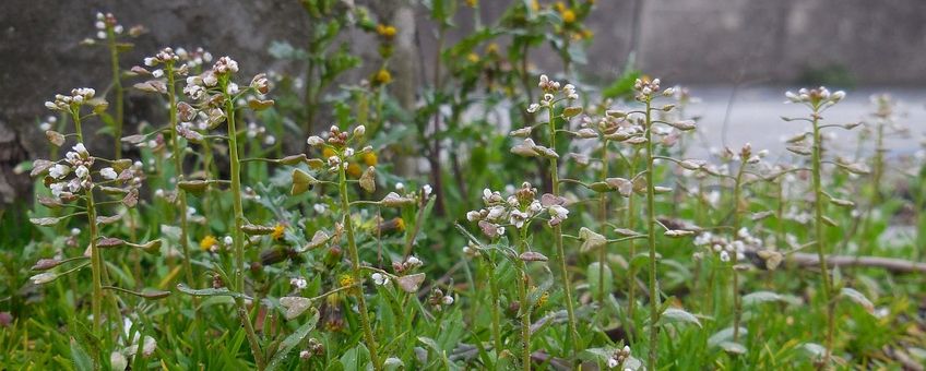 Herderstasje Saxifraga