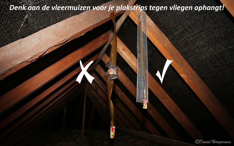 Met volièregaas kan eenvoudig voorkomen worden dat vleermuizen slachtoffer worden van plakstrips tegen vliegen