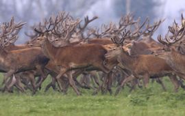 Kudde Edelherten (beeld De Nieuwe Wildernis)