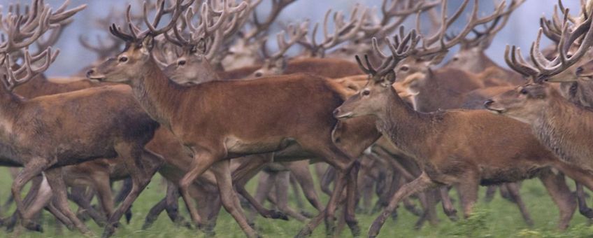 Kudde Edelherten (beeld De Nieuwe Wildernis)