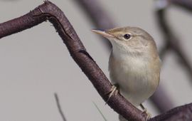 Acrocephalus palustris. Bosrietzanger